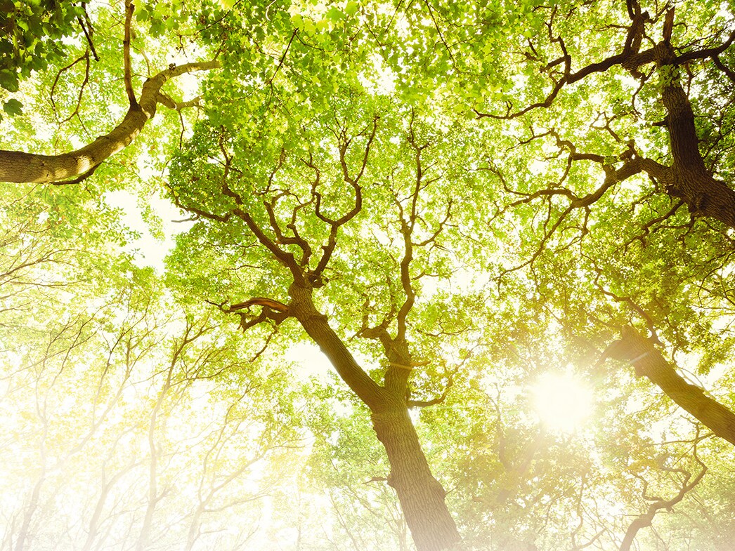 サスティナビリティ